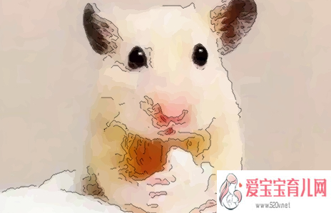 上海借卵子试管~上海能供卵做试管吗~，2020鼠年是金鼠吗哪个月金鼠宝宝有福气