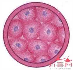 上海代生包成功~上海哪家可以做供卵~，孕12周胎停需要清宫吗