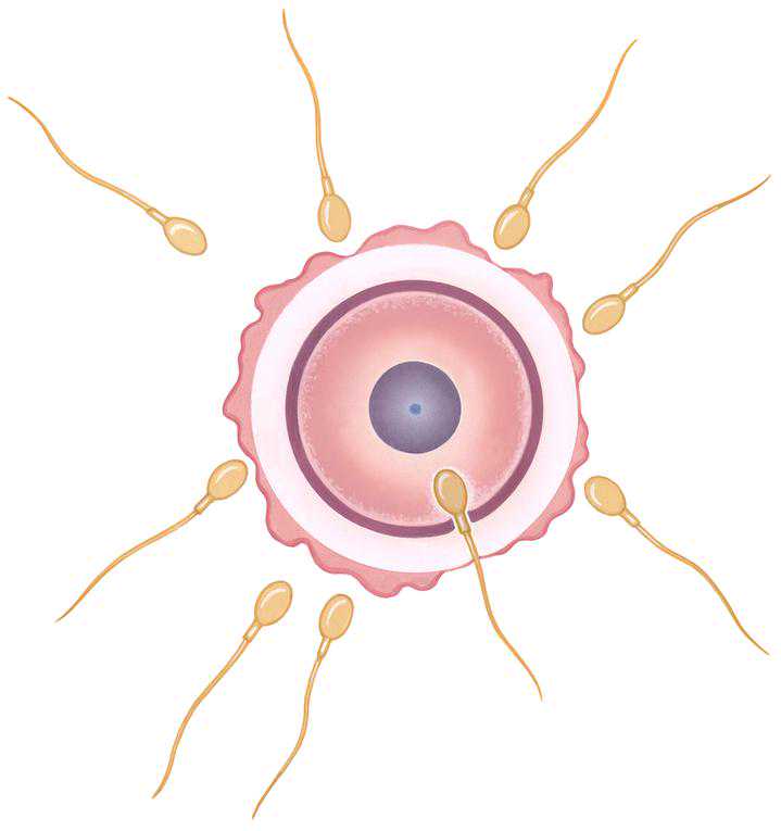 胚胎守护人：“小蝌蚪”和卵细胞成功结合，离不开他们的暗中帮助
